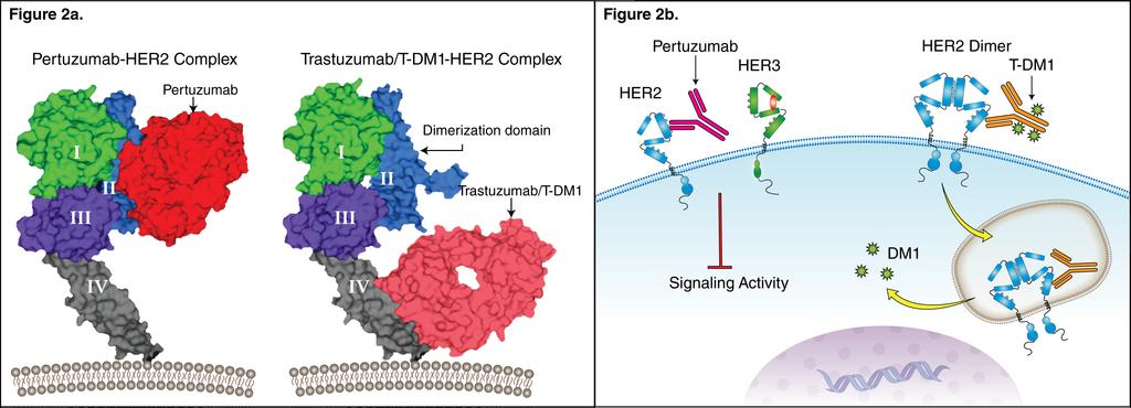HER2 franchise Building on the strength of Herceptin Pertuzumab Disrupts HER2:HER3 receptor dimers and downstream signaling In combination with Herceptin: potential to create