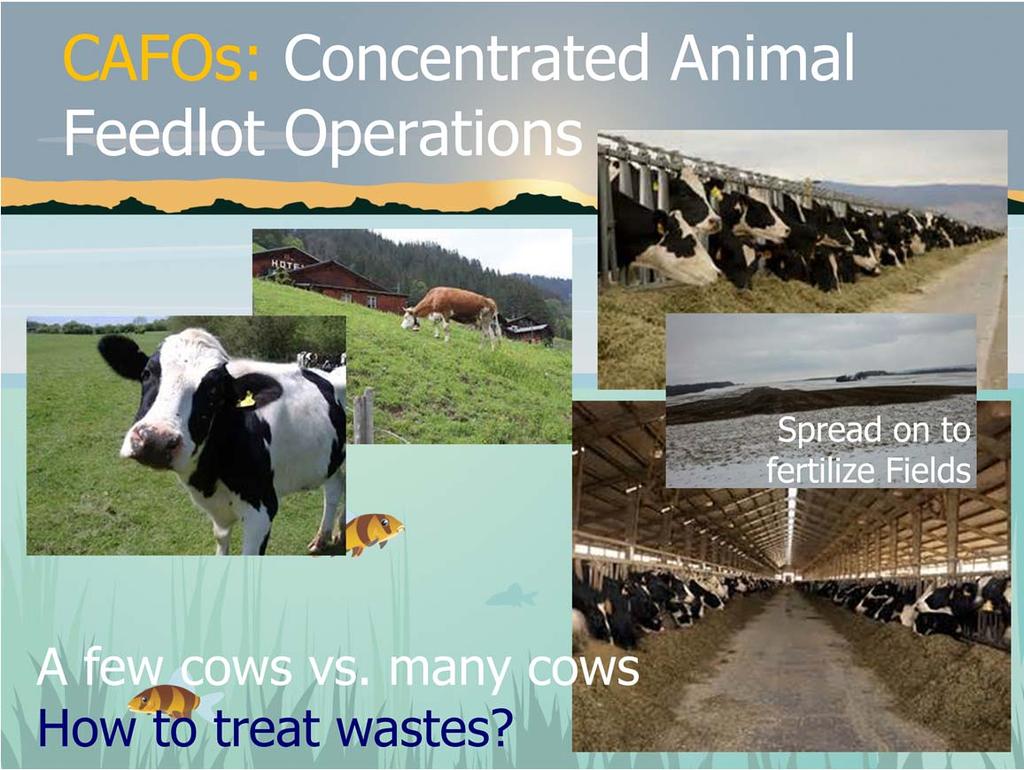 Agriculture can be a significant source of phosphorus to the lake, especially when farms expand from a few cows / farm to Concentrated Animal Feedlot Operations (CAFOs).