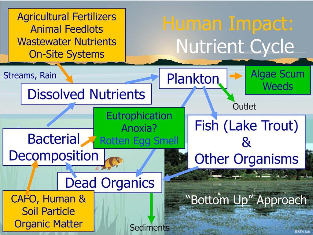 Phosphorus inputs to the lake are critical because this nutrient fuels growth of ecosystems by stimulating the growth of more plankton (algae).