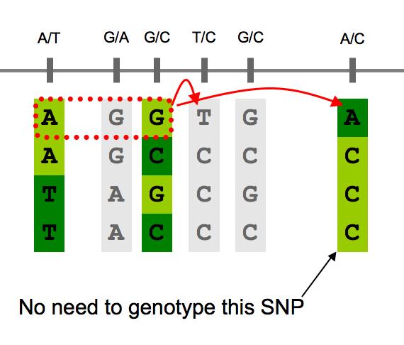 Tag SNPs Haplotypes can yield additional gains