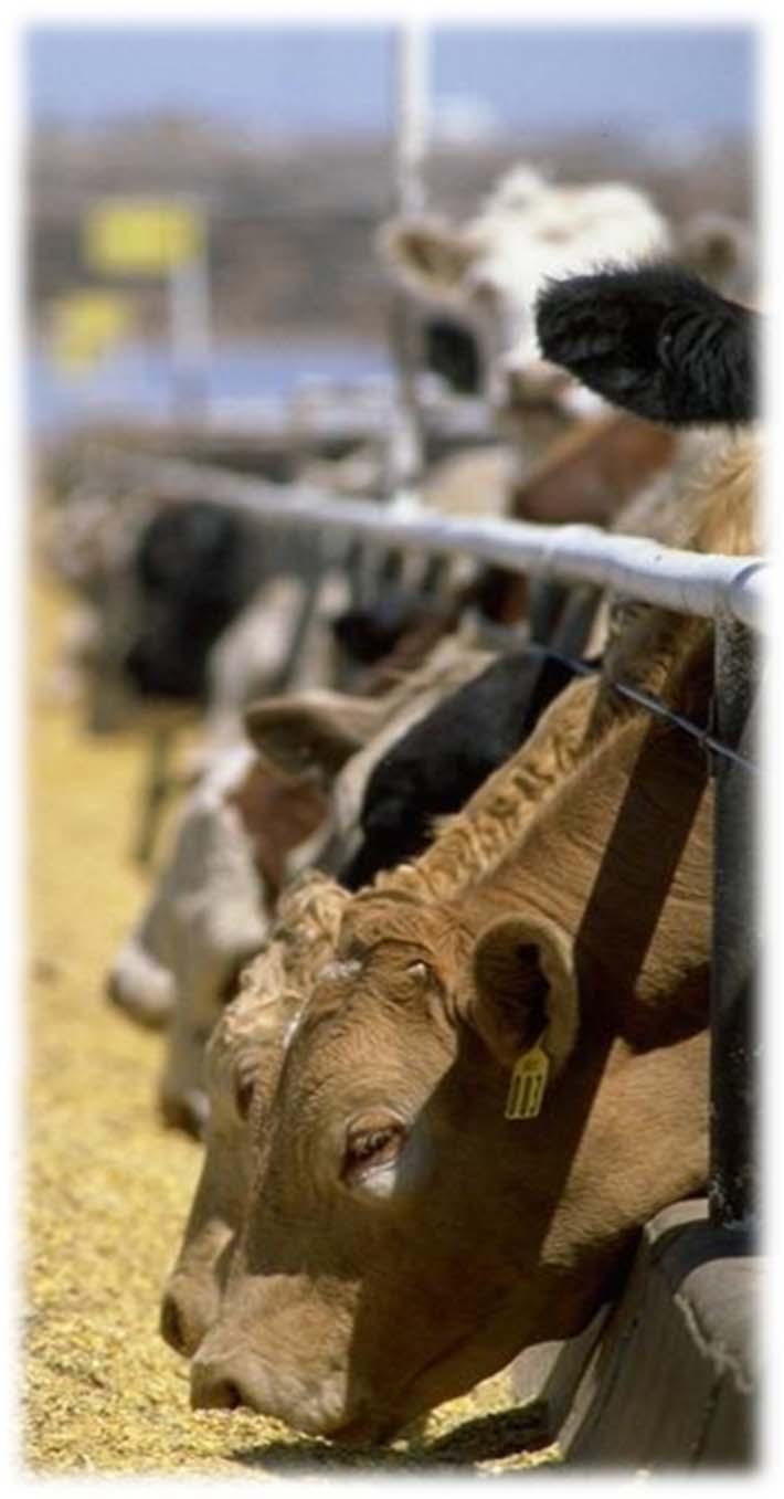 Feedlots Is there value to their organization of traceable cattle? Are they willing to pay for that value?