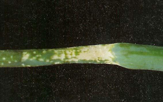 Botrytis Leaf Blight BLB lesions may be