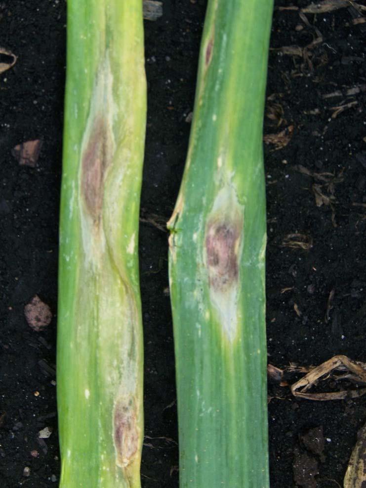 Alternaria Purple Blotch Over winters in crop residue and cull piles Optimum conditions: 77 F,
