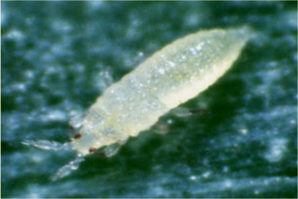 Onion Thrips Nymph (0.