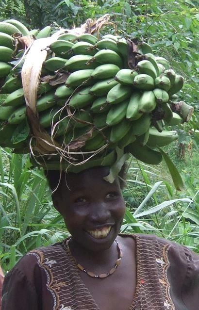 Case Study #1 Bananas: World s 4th most important food crop