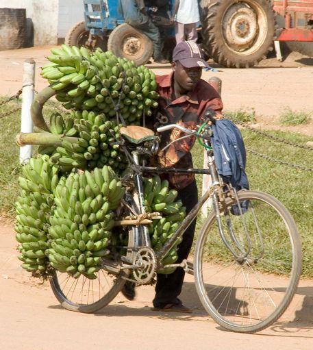 Sub-Saharan Africa grows 1/3 of the world s bananas Bananas