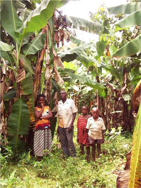 A dying banana plantation is a family catastrophe: