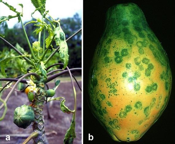 Case Study #2: Papaya Trees resistant to Ringspot Virus