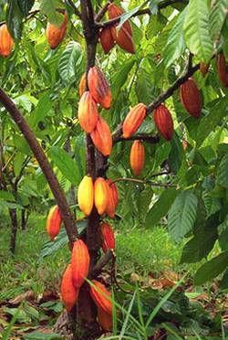 20-30% of all cacao pods are lost to disease Climate change will reduce cacao yields