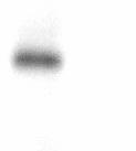6 Western blots hegf 0 10 0 10 (min) Anti-phospho-STAT4 (ptyr 693 ) Anti-STAT4 Figure 4.1. Western blot analysis of extracts from 100 ng/ml hegf treated A431 cells.