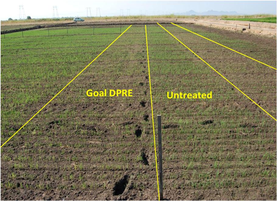 Goal (oxyfluorfen) and Sharpen (saflufenacil) in drill seeded rice Rice