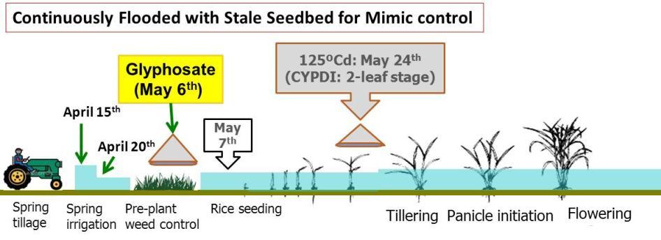 Spring tillage Rice seeding