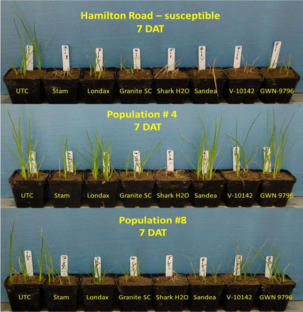 Smallflower cross resistance testing Foliar applied Herbicides: 1. Untreated control 2. Stam 6726 g ai/ha 3.