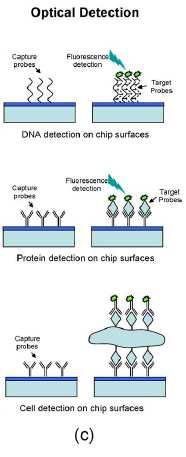 Optical Detection Optical Detection: Fluorescence or chemiluminescence Fluorescence detection: This technique is based on fluorescent markers that emit light at specific wavelengths and the presence