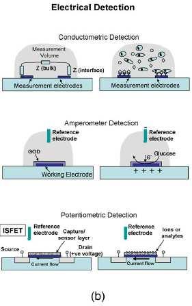 Electrical Detection Electrical Detection: amperometric, potentiometric, and conductometric Detection Portability and miniaturization Amperometric biosensors: Electric current associated with the
