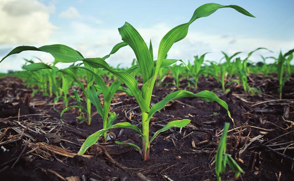 Use of the Late-Spring Soil Nitrate Test in Iowa Corn Production Nitrogen (N) fertilization is essential for profitable corn production.