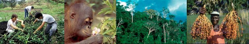 Supports national or jurisdictional REDD+ programs with development of a safeguards information system based on REDD+ SES Comprises: REDD+ SES content: principles, criteria and indicators REDD+ SES