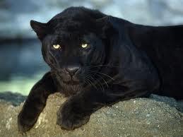 Black jaguars