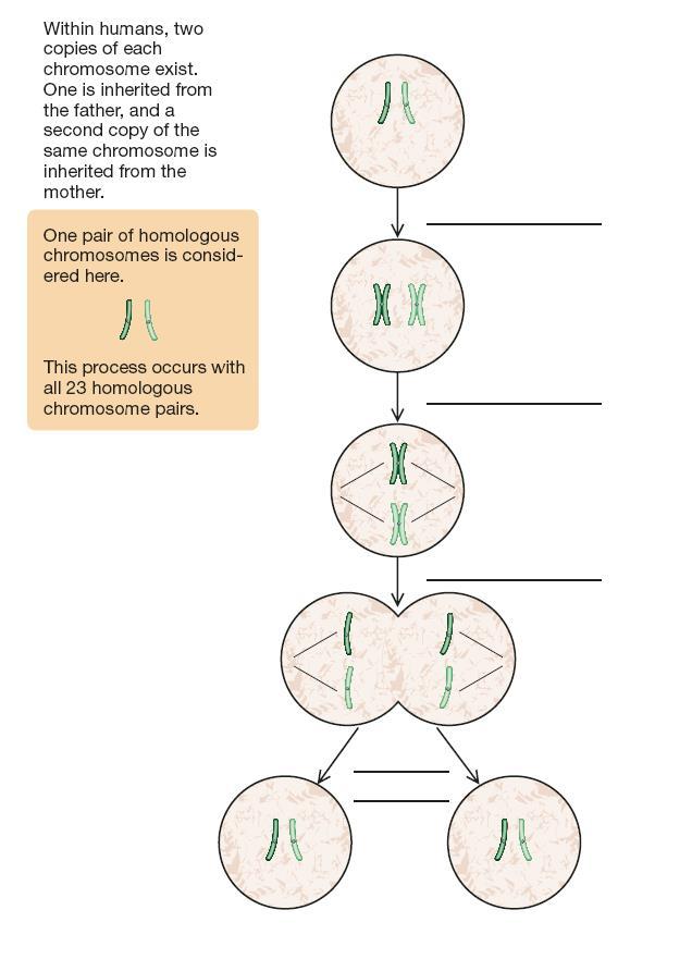 Mitosis DNA replicates Chromosomes align along the