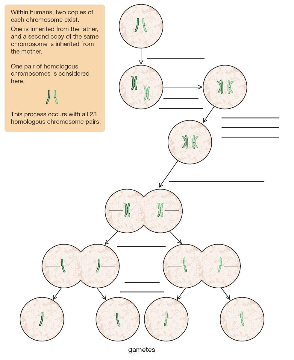 DNA replicates Meiosis Cell division Homologous Chromosomes pair up Crossing over occurs (random exchange of DNA segments)