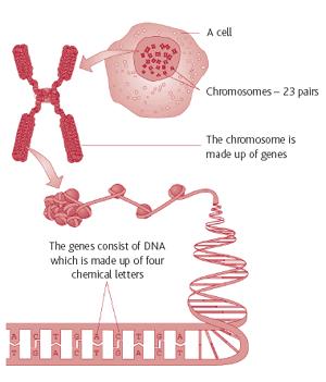 DNA A string-like molecule that stores the information needed to build an organism from one cell all the way