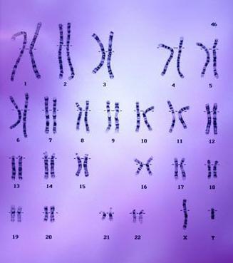 1 chromosome from mom and 1 from dad Because the pairs are nearly identical, they are called