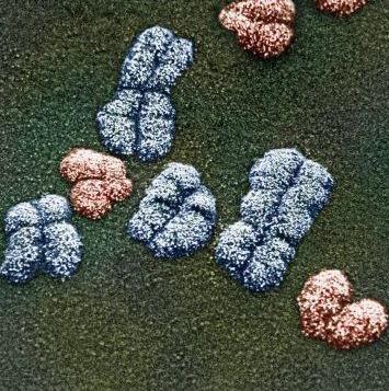 distinct chromosomes