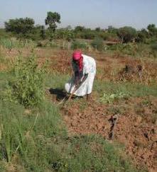 Agricultural Intensification in