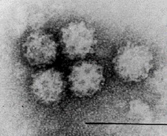 Viruses Viruses are small particles that multiply only in a host, not in the environment or on
