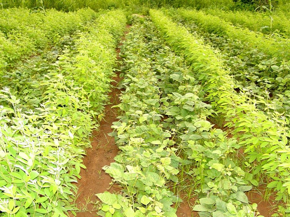 Crop-Crop Diversity for adapting to increased pest incidence Creation