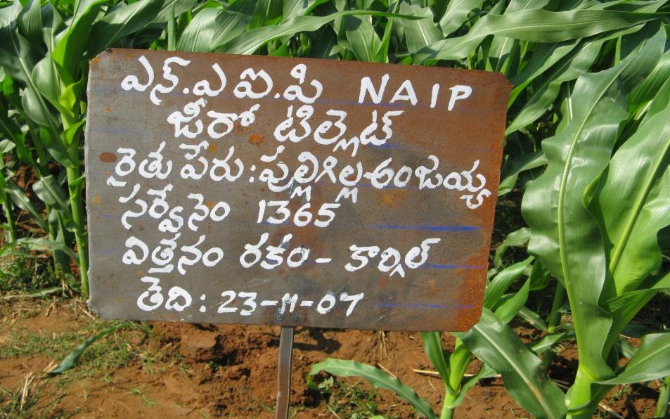 Seed rate 7 kg/acre 5kg/acre Cost of cultivation
