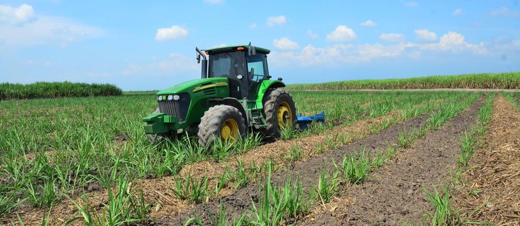 Countryside COUNTRYSIDE The cultivation of sugarcane begins with the adaptation of the lands including the leveling and construction of works, which are mainly made to facilitate the movement of the