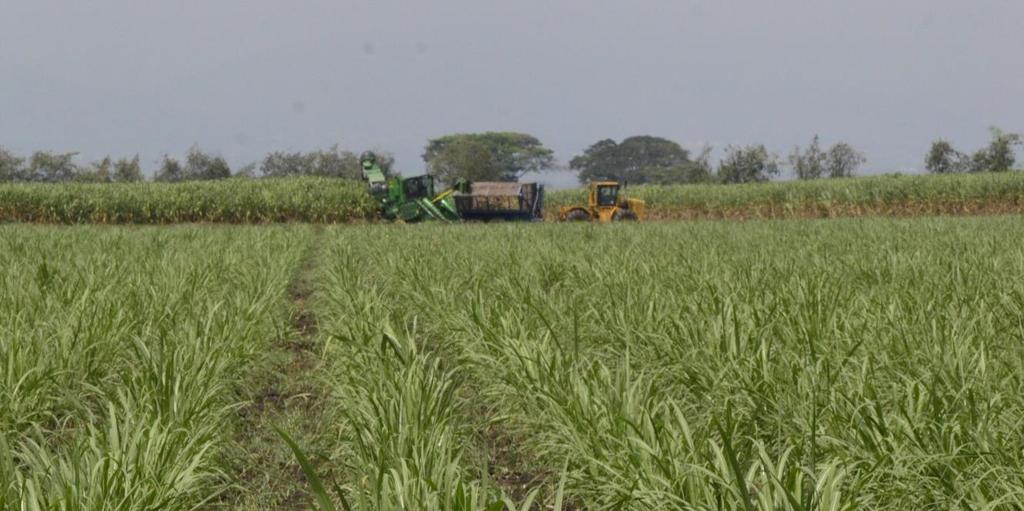 The sugarcane harvest includes the work of pre-harvest, application of ripeners, burning, cutting, lifting and transporting, which are conducted under the framework of the environmental legislation