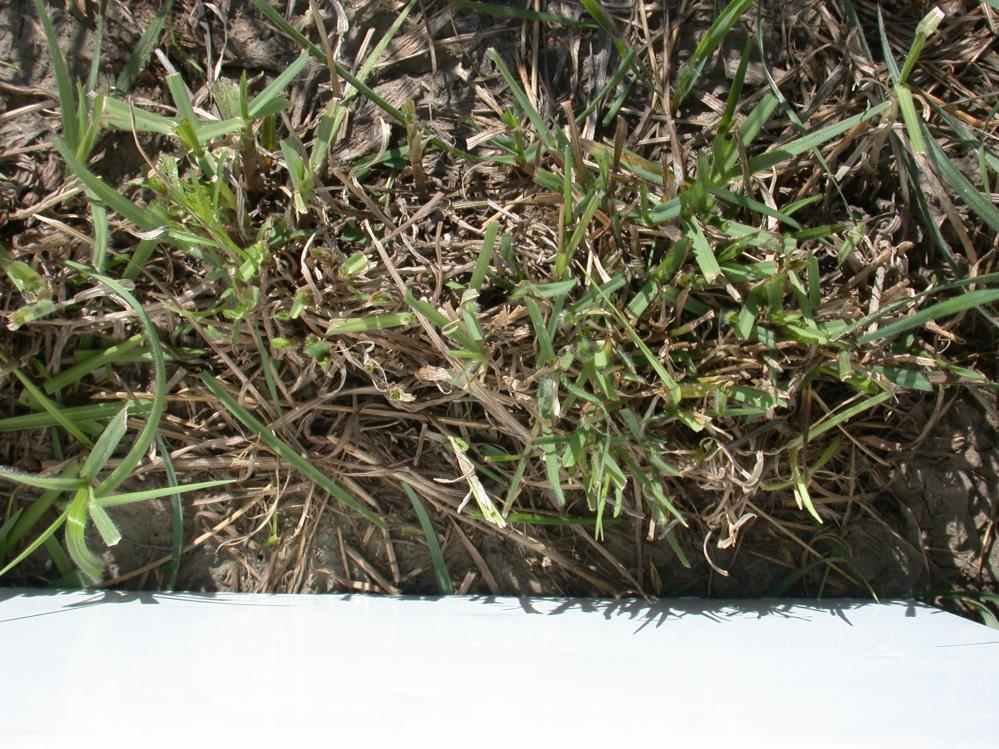 Meadow Brome: Tiller density