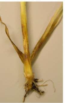 acuformis (R type) Factor Effect on eyespot Ploughing