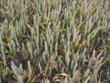 Margin ( )over fungicide cost Variety choice: 1 st line of defence? 1400.0 1300.0 1200.0 1100.0 1000.0 Lion Cordiale Einstein Stigg Variety Resistance Optimum Rate Cordiale 4 2.
