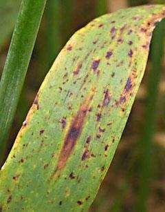IPM: Ramularia leaf spot Agronomic