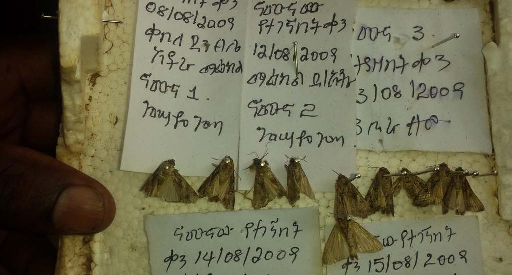Moths of Fall Army worm collected from