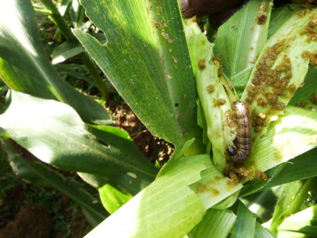 Back Ground End of February, 2017 Fall armyworm intercepted and