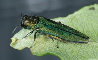 Emerald Ash Borer Program Status 27 states regulated 682,071 miles 2 quarantined 15,000 traps set in 33 states Biological control remains a top priority 1.