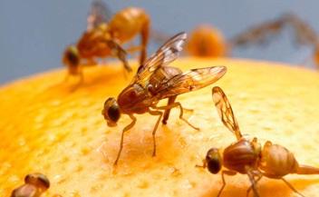 Fruit Flies Program Status California Oriental fruit fly quarantine in LA County ended July 19 (last remaining quarantine from FY 2015) First-ever Malaysian fruit fly quarantine established in LA