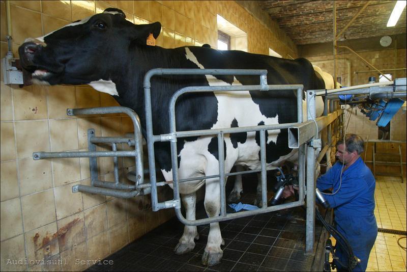 8.About 80 percent of milk is produced in factory farms milking and cows are milked twice a day in milking