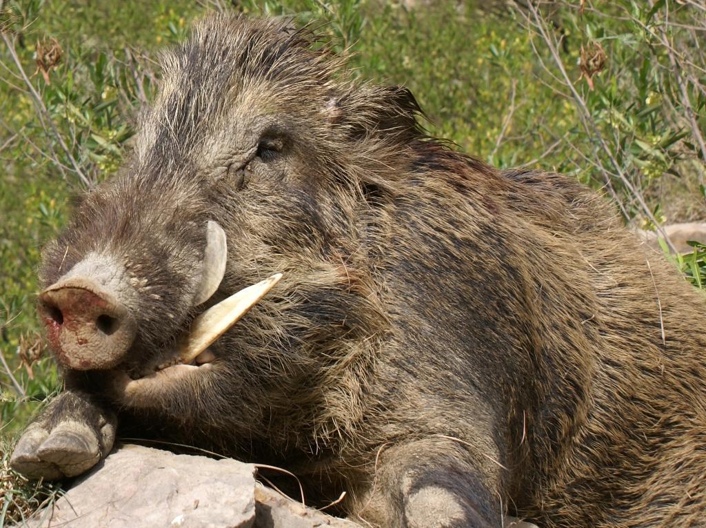 15.Pigs Domesticated pigs from wild boars, native across Europe, Asia, and northern
