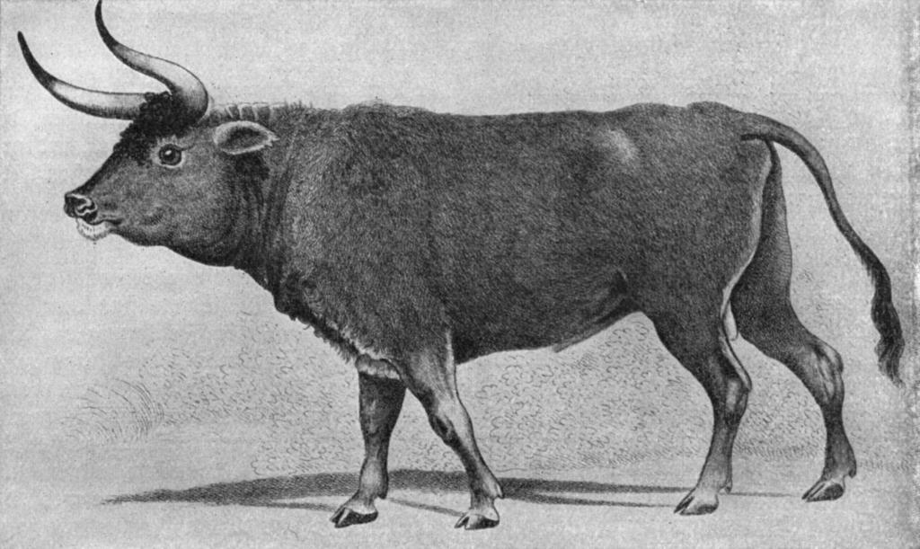 Cattle 3.Beef and dairy cattle are descendants of aurochs, grazing mammals that lived across Europe, Northern Africa, India, and Central Asia.