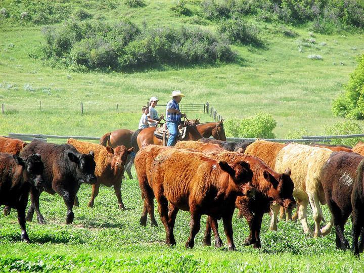 Beef Cattle Similar to their ancestors, beef