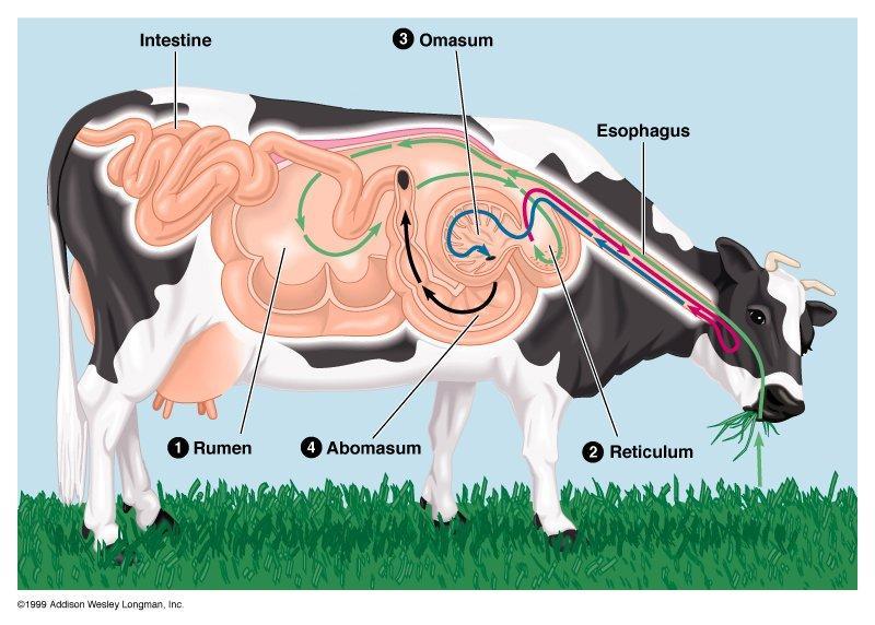4.All cattle are ruminants, have a large stomach compartment called the rumen