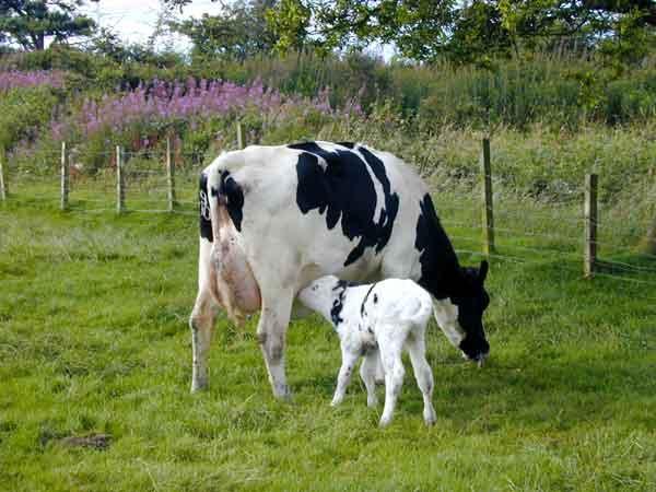 Dairy Production Dairy cows, like other mammals, produce milk to feed to their