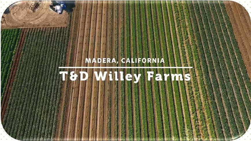 UCM UCM has been working with T&D Willey Farms Madera, Ca T&D Willey Farms does not deliver produce to campus.