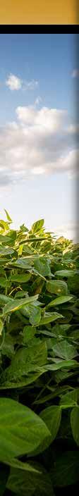 15 SOYBEAN Products MID-ATLANTIC SEEDS NEW! NEW! MAS4688NRR2/STS/X 4.6 RM Excluder soybean Resistant to Stem Canker with excellent Frog Eye tolerance Tolerant to Metribuzin MAS5034NRR2/STS/X 5.