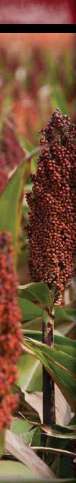 17 SORGHUM Products MID-ATLANTIC SEEDS MA54BZ14 Early RM Early maturity with high yield potential Strong drought tolerance, standability, and uniformity for consistent, stable performance Adapts well